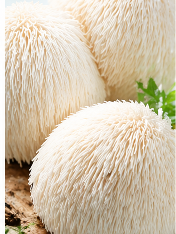 Lion's Mane